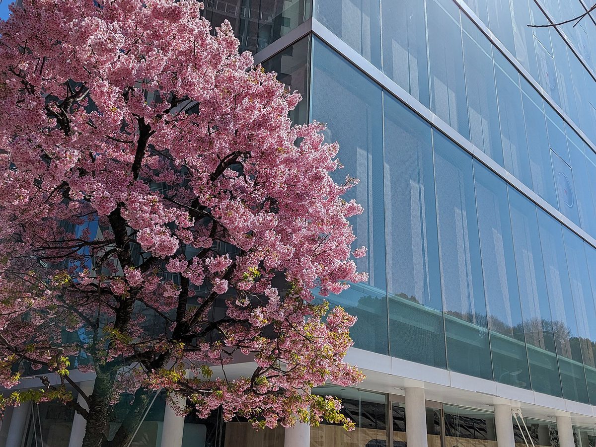 カラー化後の桜の写真